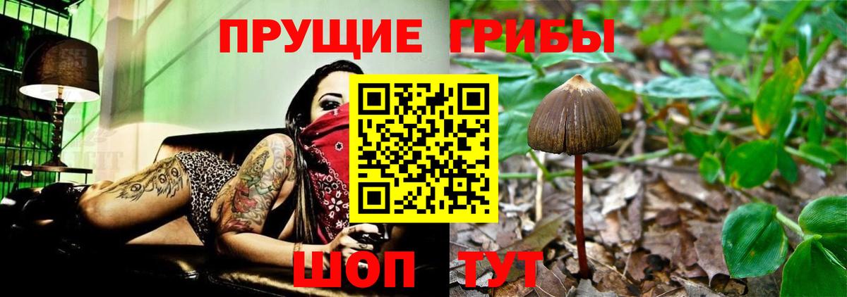 как найти   Псилоцибиновые грибы Psilocybe  Псилоцибиновые грибы GOLDEN TEACHER  Вход с VPN  Балашов 